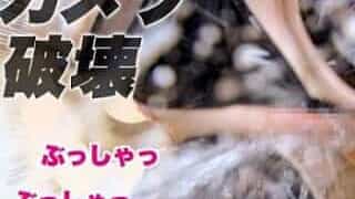 Thumbnail of post image 132